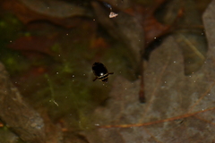 Thermonectus basillaris