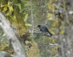 Turdus infuscatus