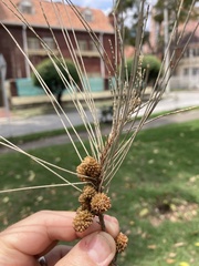 Casuarinaceae