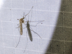 Culiseta inornata