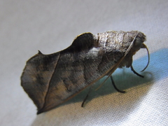 Calyptra gruesa