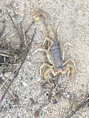 Paruroctonus variabilis