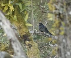 Turdus infuscatus