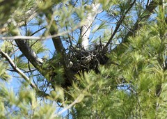 Bubo virginianus virginianus