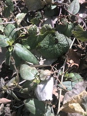 Alliaria petiolata