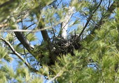 Bubo virginianus virginianus