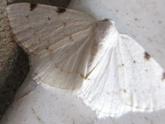 Lomographa bimaculata