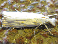Calamotropha paludella