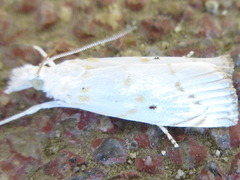 Calamotropha paludella