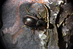 Nalassus aereus