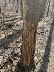 Dendroctonus frontalis