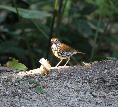 Wood Thrush (Hylocichla mustelina)