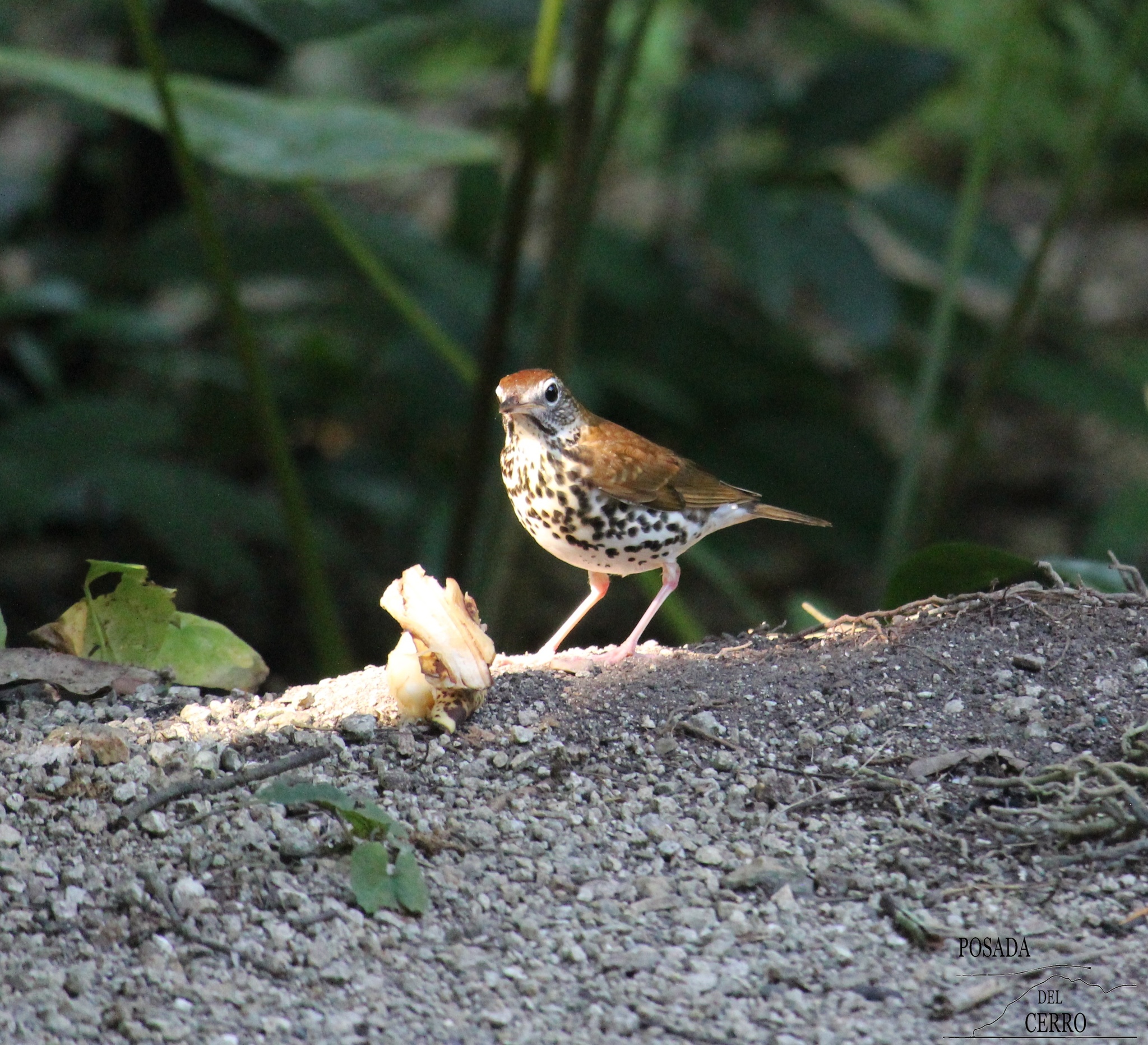 Wood Thrush (Hylocichla mustelina)