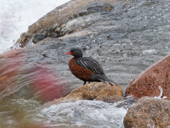 Merganetta armata armata