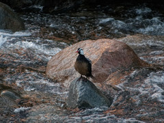 Merganetta armata armata