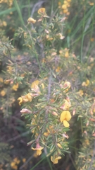 Pultenaea hispidula