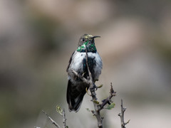 Oreotrochilus leucopleurus