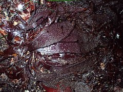 Chondracanthus spinosus