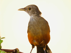 Turdus rufiventris