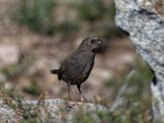 Scytalopus magellanicus