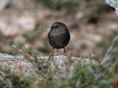 Scytalopus magellanicus
