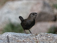 Scytalopus magellanicus