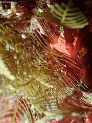 Abietinaria