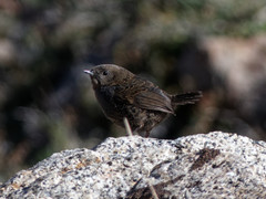 Scytalopus magellanicus