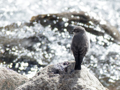 Muscisaxicola cinereus