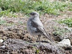 Muscisaxicola cinereus