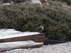 Cinclodes atacamensis