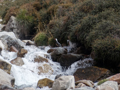 Merganetta armata armata