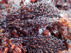 Chondracanthus spinosus