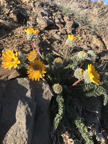 California Balsamroot