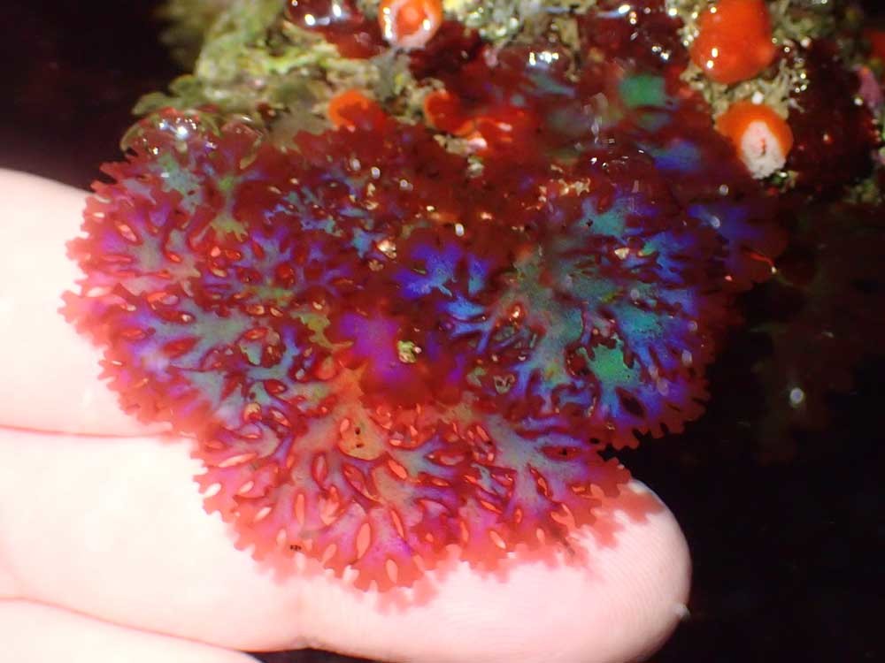 Rhodymeniales