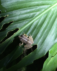 Pseudophilautus popularis