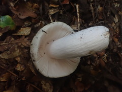 Russula marangania