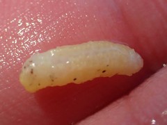 Eupentacta quinquesemita