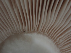 Russula marangania