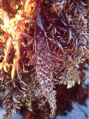 Chondracanthus spinosus