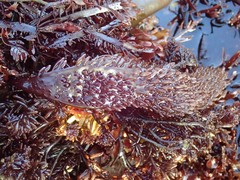 Chondracanthus spinosus