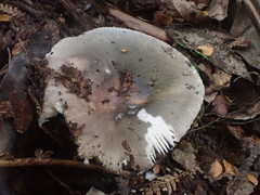 Russula iterika