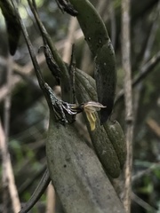 Pleurothallopsis