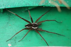 Dolomedes instabilis
