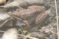 Pseudacris regilla