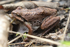 Pseudacris regilla