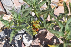 Solanum corymbosum
