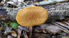 Polyporus mcmurphyi