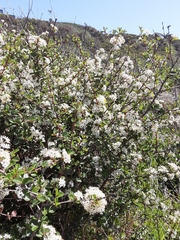 Ceanothus verrucosus