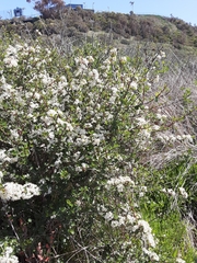 Ceanothus verrucosus